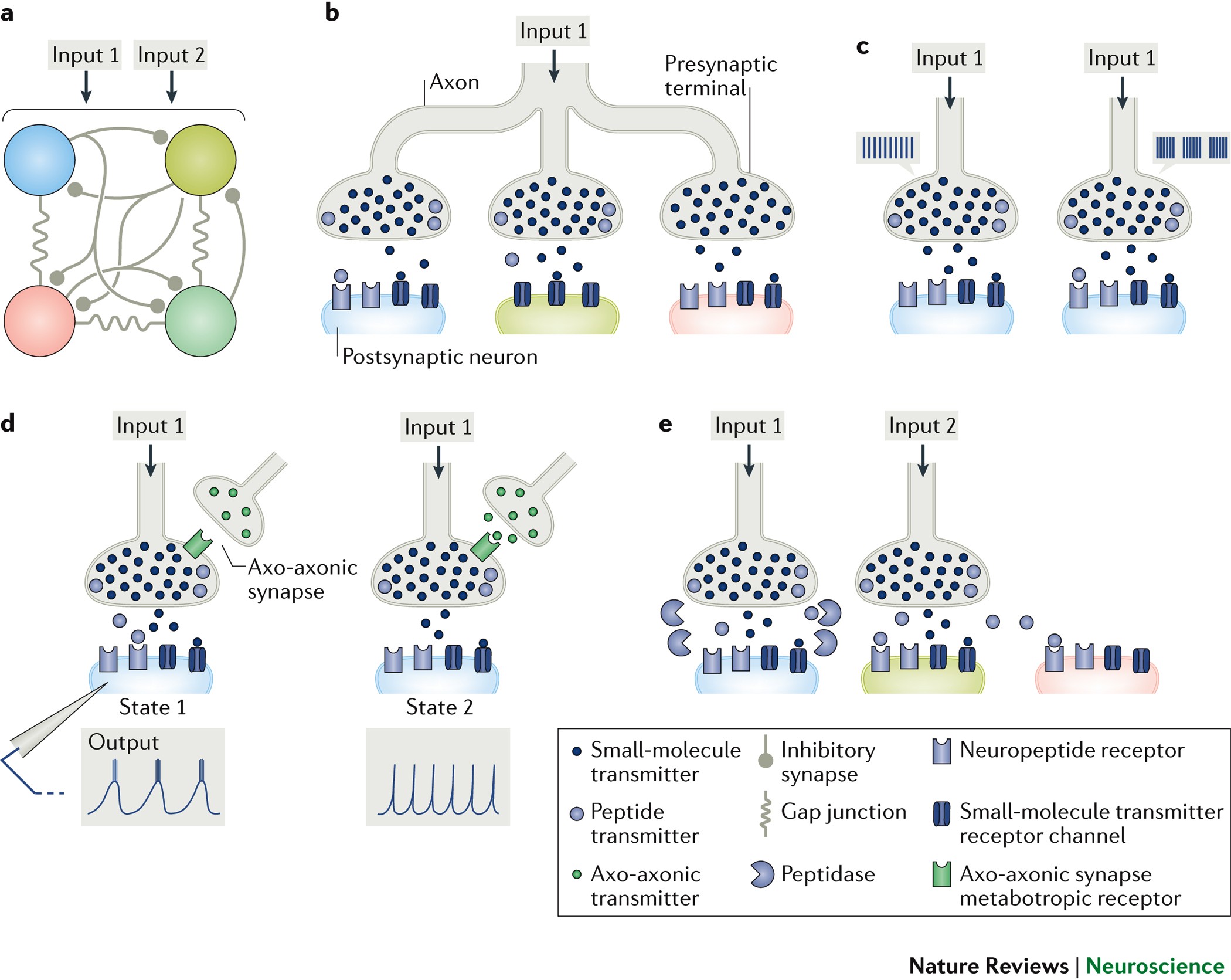 Functional consequences of neuropeptide and small-molecule co-transmission  | Nature Reviews Neuroscience