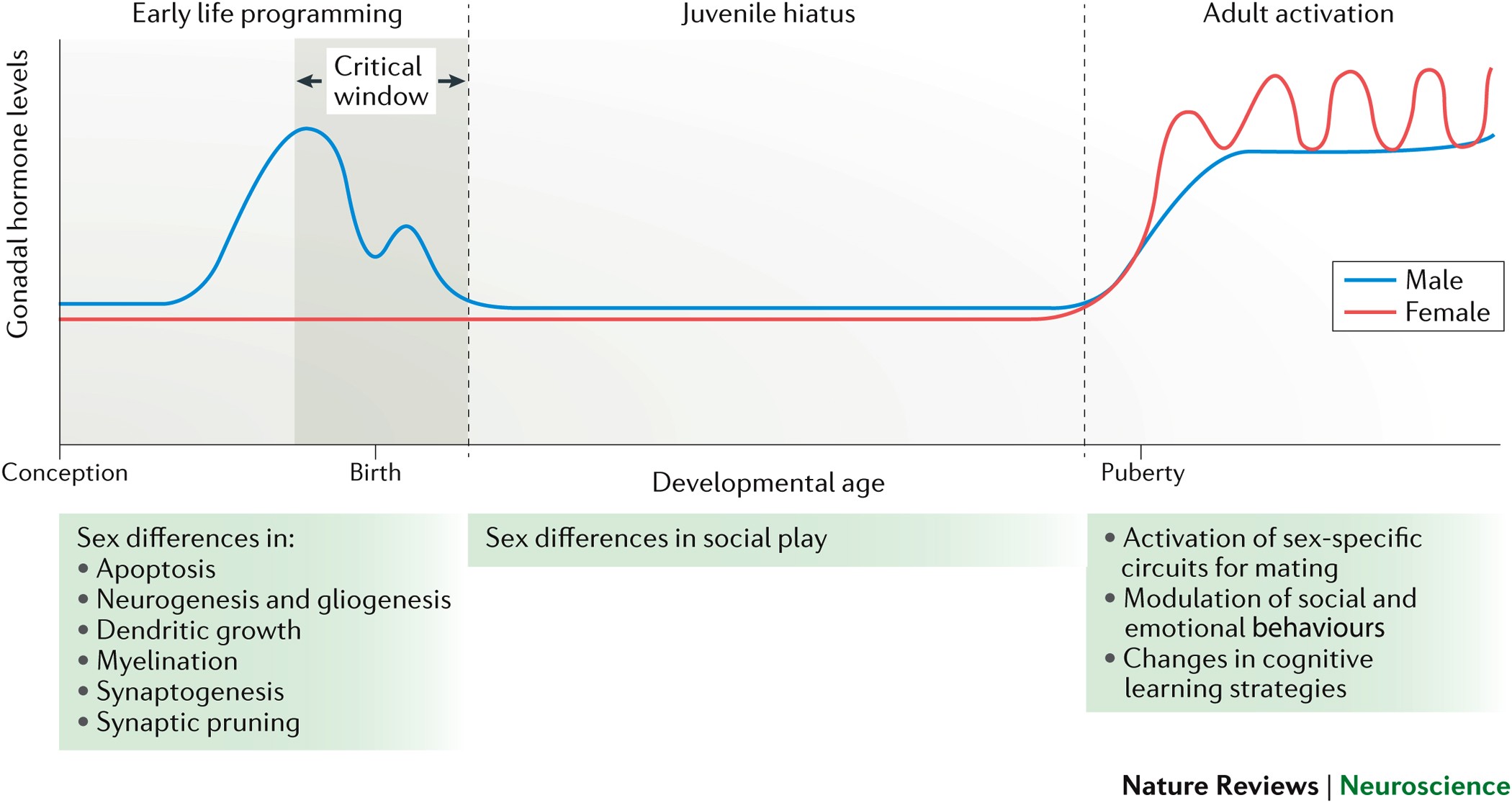 X chromosome exerts extra influence on brain development, Spectrum