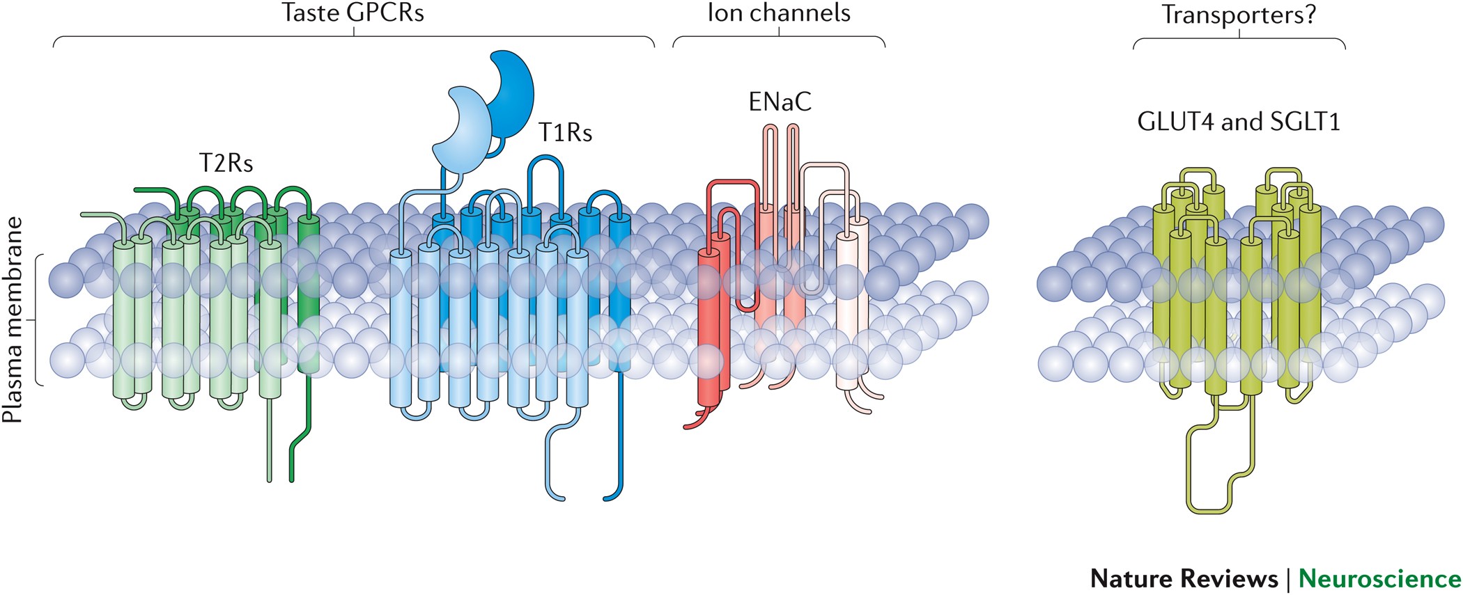 Figures and data in Bitter taste receptors confer diverse