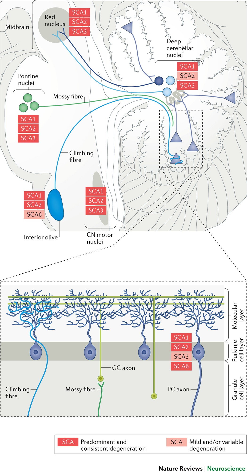 Cerebellar ataxias: β‐III spectrin's interactions suggest common