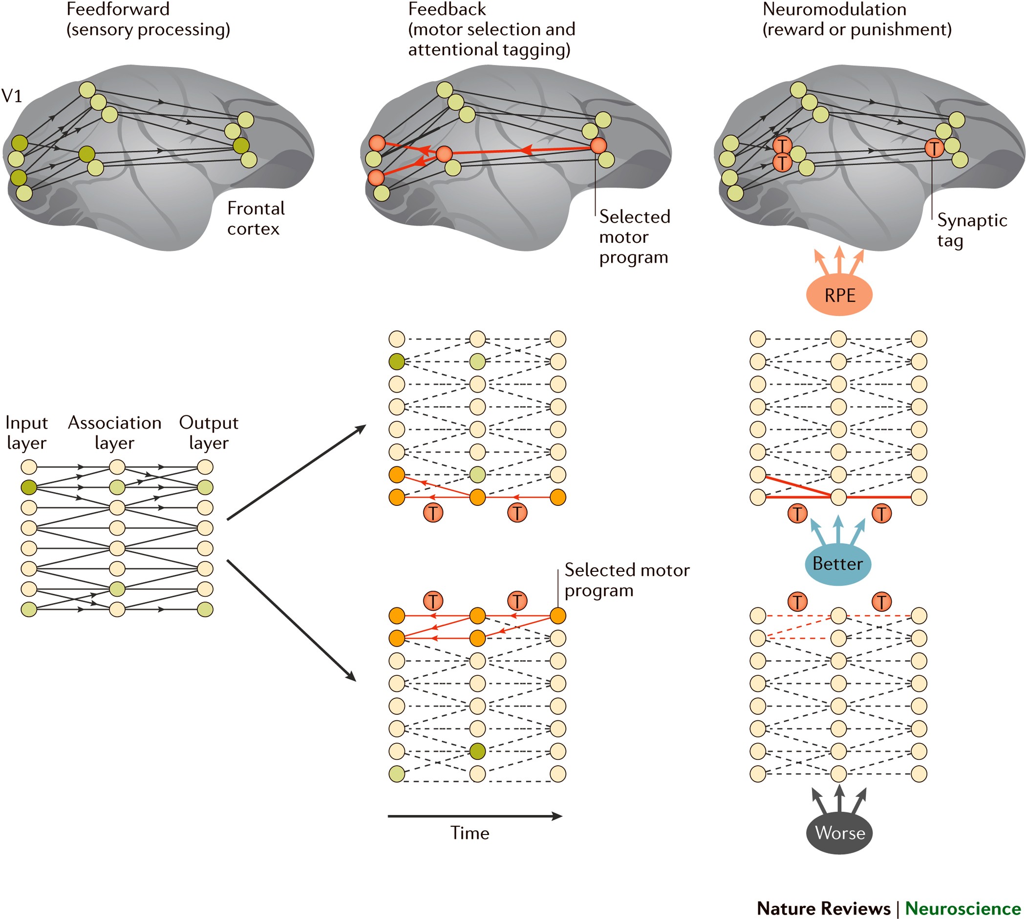 Synaptic Plasticity Learning and Memory in Perirhinal Cortex