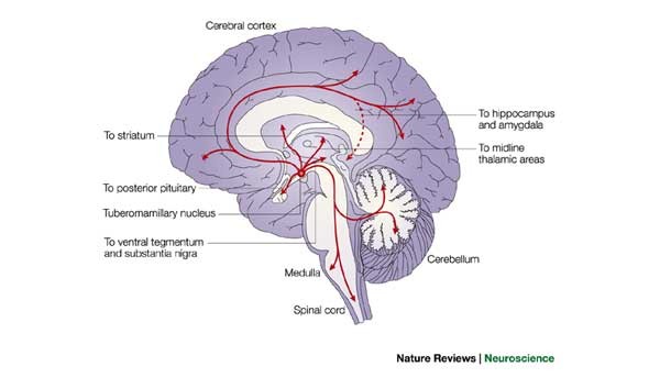 Central Histamine Boosts Perirhinal Cortex Activity and Restores