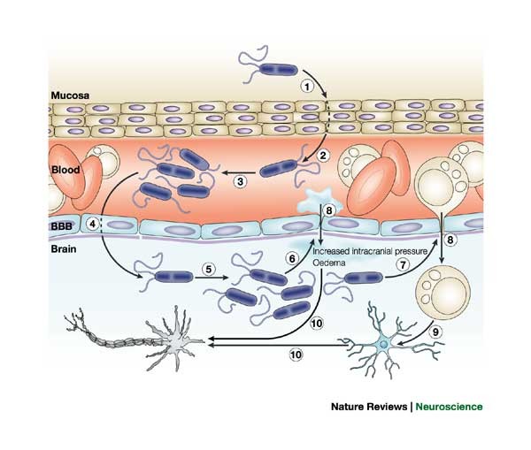 Table 1 from Bacterial meningitis and living conditions.