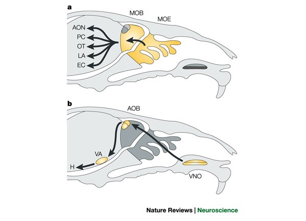 Molecular detection of pheromone signals in mammals: from genes to behaviour | Nature Reviews Neuroscience Molecular detection of pheromone signals in mammals: from genes to behaviour | Nature Reviews Neuroscience
