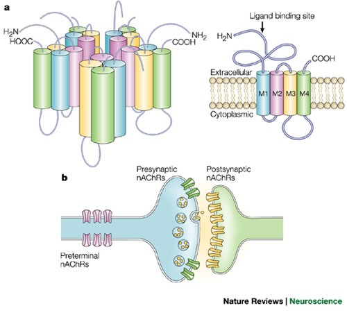 The neurobiology of nicotine addiction: bridging the gap from molecules to  behaviour