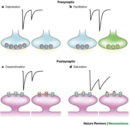 Short-term synaptic plasticity: a comparison of two synapses | Nature  Reviews Neuroscience
