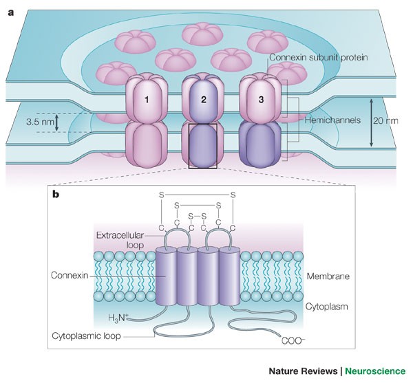 Expression and functions of neuronal gap junctions | Nature Reviews  Neuroscience