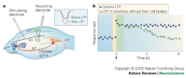 Late-phase long-term potentiation: getting to the nucleus | Nature Reviews  Neuroscience
