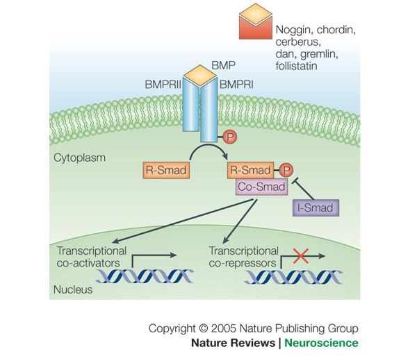 Bone morphogenetic protein signalling and vertebrate nervous system development | Nature Reviews Neuroscience