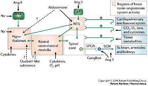 The sympathetic of blood pressure | Nature Neuroscience