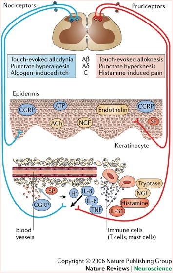 Scabies — Gateway Dermatology