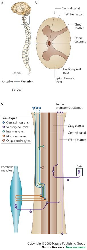 Therapeutic interventions after spinal cord injury | Nature Reviews  Neuroscience