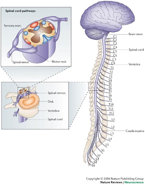 spinal cord repair strategies why do they work nature brain and spinal cord
