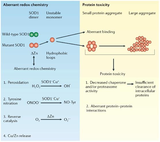 Amyotrophic lateral sclerosis disease-related mutations disrupt the  dimerization of superoxide dismutase 1 - A comparative molecular dynamics  simulation study - ScienceDirect