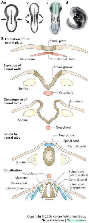 Neural tube defects and folate: case far from closed | Nature Reviews  Neuroscience