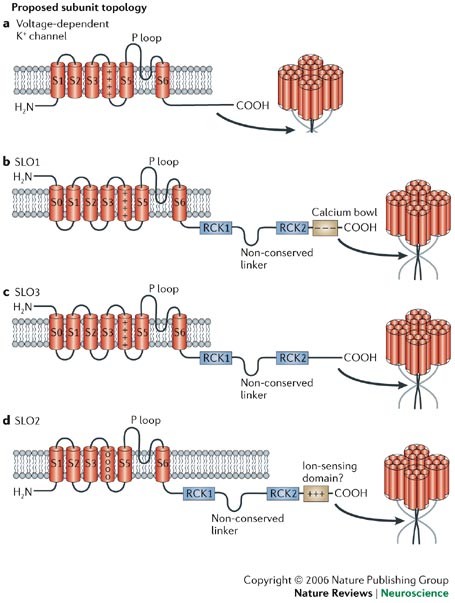 High-conductance potassium channels of the SLO family | Nature Reviews  Neuroscience