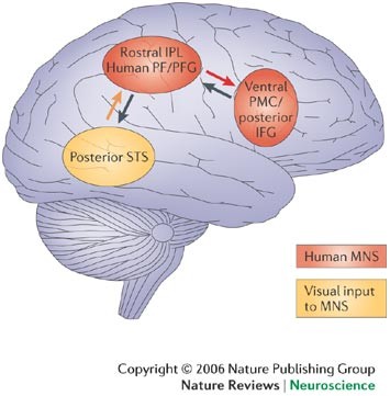 brain scan visualization showing mirror neuron activation during empathetic response with highlighted neural pathways