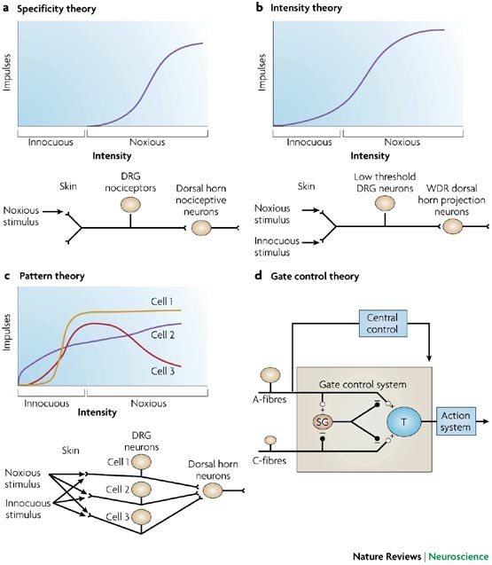 Ideas About Pain A Historical View Nature Reviews Neuroscience