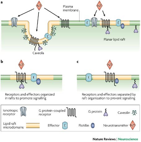 Lipid raft microdomains and neurotransmitter signalling | Nature Reviews  Neuroscience