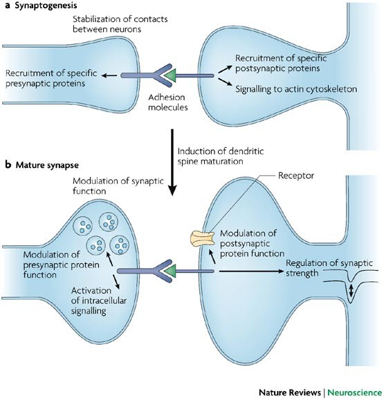 Engineered adhesion molecules drive synapse organization