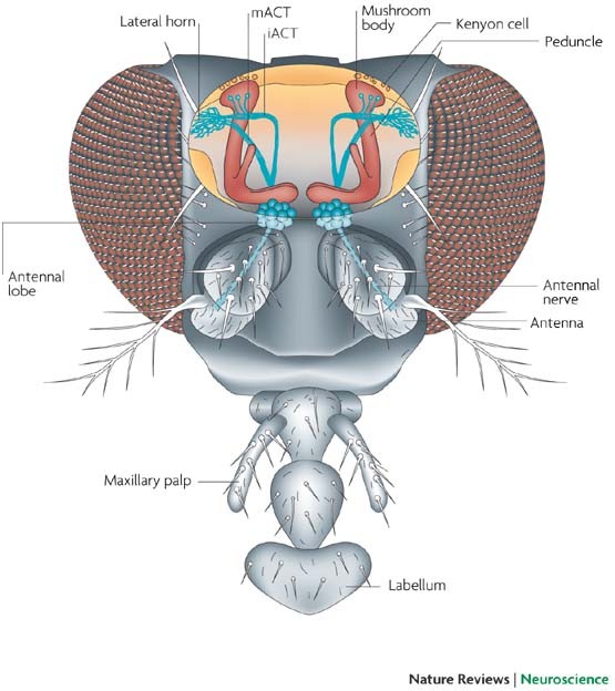 Forgotten memory storage and retrieval in Drosophila