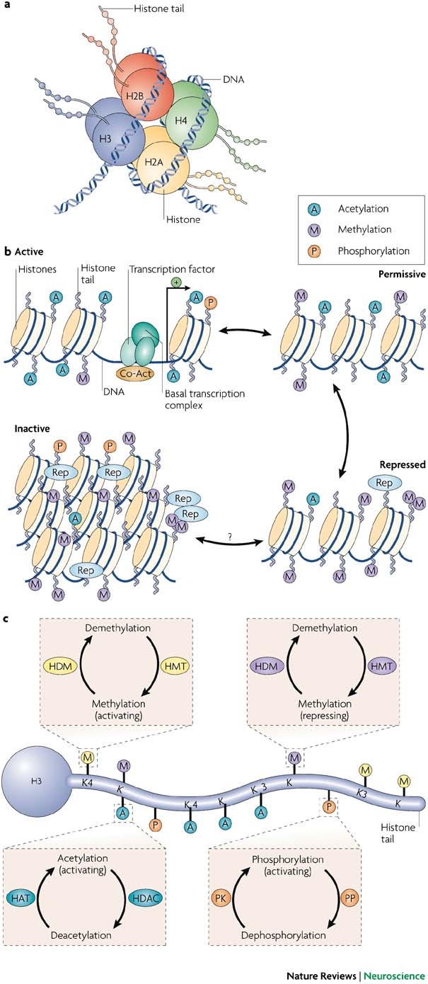 PDF) Rubinstein-Taybi Syndrome: A Model of Epigenetic Disorder