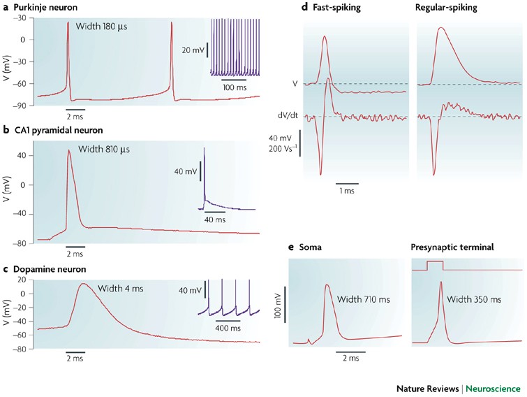 The Action Potential In Mammalian Central Neurons | Nature Reviews  Neuroscience