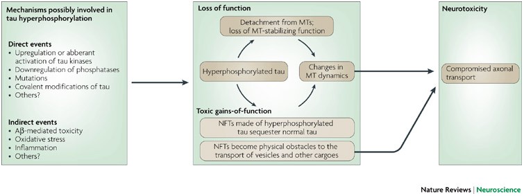 Tau Mediated Neurodegeneration In Alzheimer S Disease And Related Disorders Nature Reviews Neuroscience