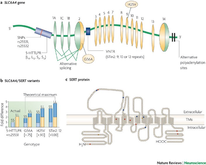 Транспортёр серотонина. Ген серотонинового транспортера. Ген slc6a4. Ген slc6a4. Серотониновый транспортер.