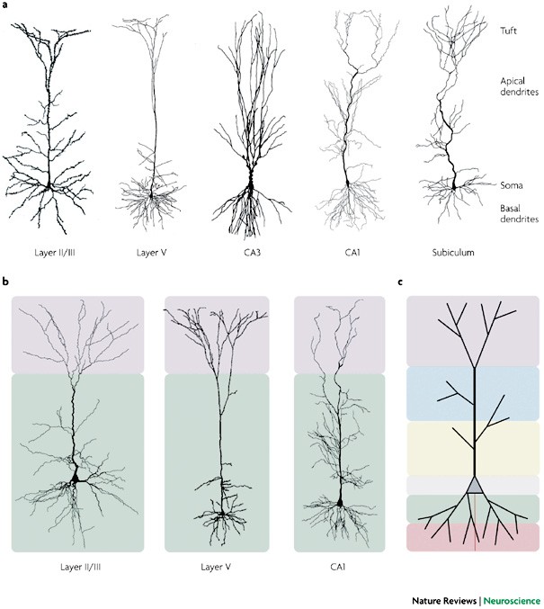 Pyramidal neurons: dendritic structure and synaptic integration | Nature  Reviews Neuroscience