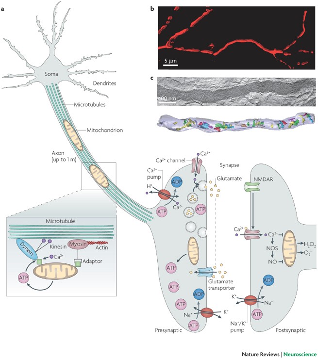 Mitochondrial fragmentation in neurodegeneration | Nature Reviews Neuroscience mitochondrial-fragmentation-in-neurodegeneration-nature-reviews-neuroscience