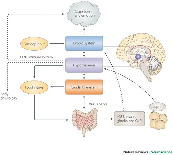 Brain foods: the effects of nutrients on brain function | Nature Reviews  Neuroscience