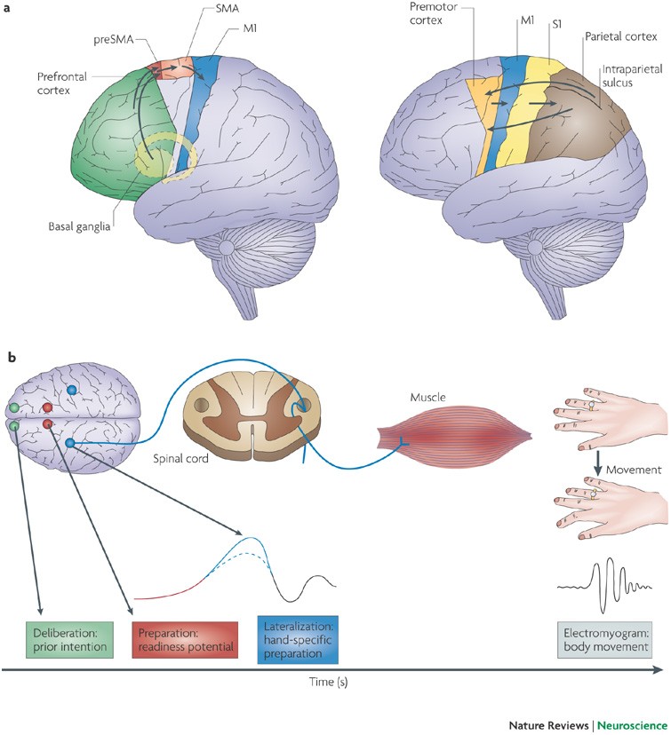 Neural basis. Neural basis. Neural basis. Neural basis. Neural basis.