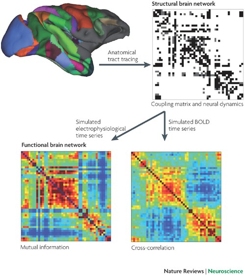 Complex brain networks: graph theoretical analysis of structural and  functional systems | Nature Reviews Neuroscience
