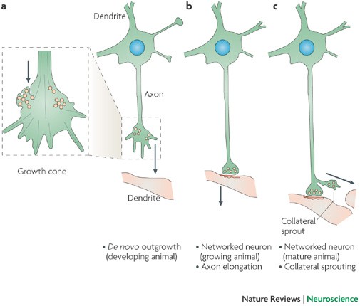 Plasma membrane expansion: a neuron's Herculean task | Nature Reviews  Neuroscience