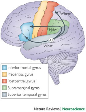 TMS Reveals Dynamic Interaction between Inferior Frontal Gyrus and  Posterior Middle Temporal Gyrus in Gesture-Speech Semantic Integration