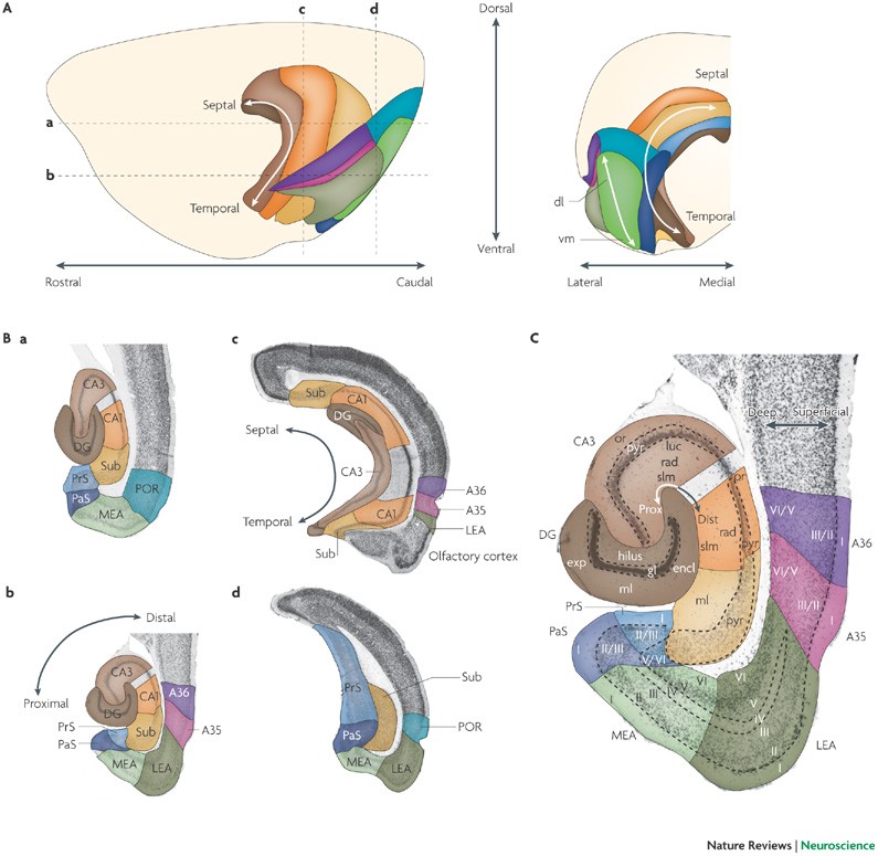 Neuroanatomy Art Print Brain Anatomy Cross Section -  Norway