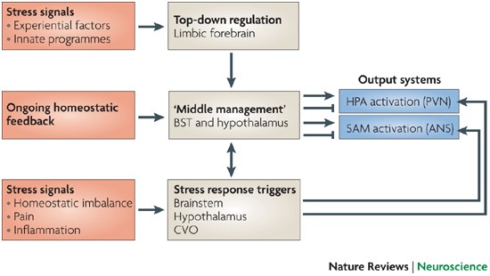 Neural regulation of endocrine and autonomic stress responses | Nature  Reviews Neuroscience