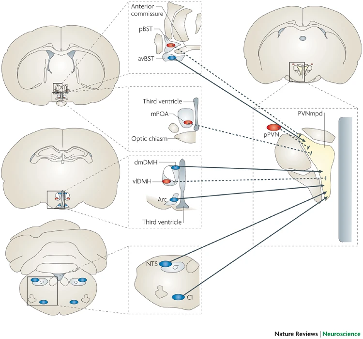 [[@ulrich-lai_neural_2009]](http://doi.org/10.1038/nrn2647)
