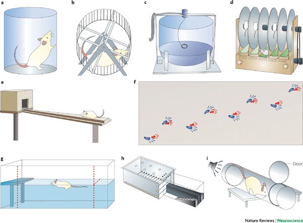 Tests to assess motor phenotype in mice: a user's guide | Nature Reviews  Neuroscience