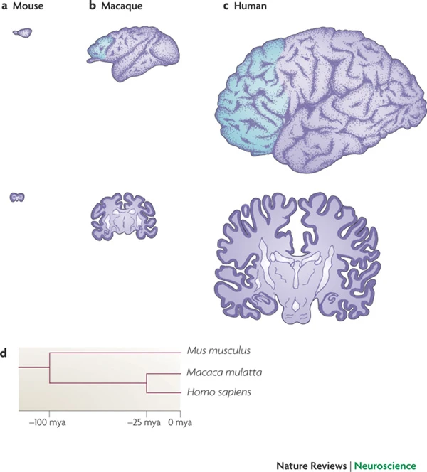 [[@rakic2009evolution]](http://dx.doi.org/10.1038/nrn2719)
