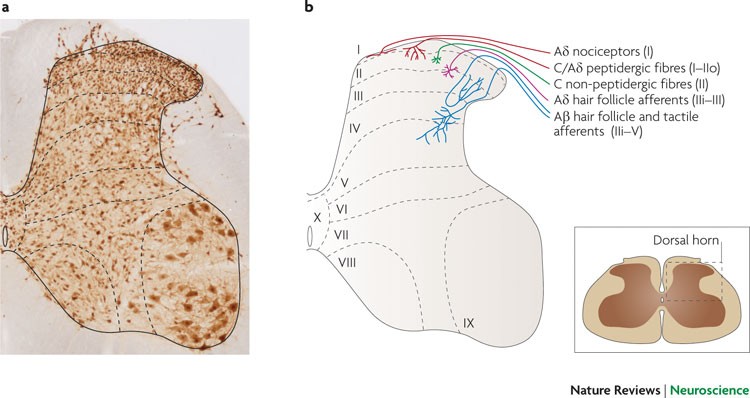 Neuronal circuitry for pain processing in the dorsal horn | Nature Reviews  Neuroscience