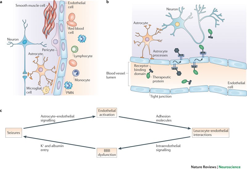 Engaging neuroscience to advance translational research in brain barrier  biology | Nature Reviews Neuroscience