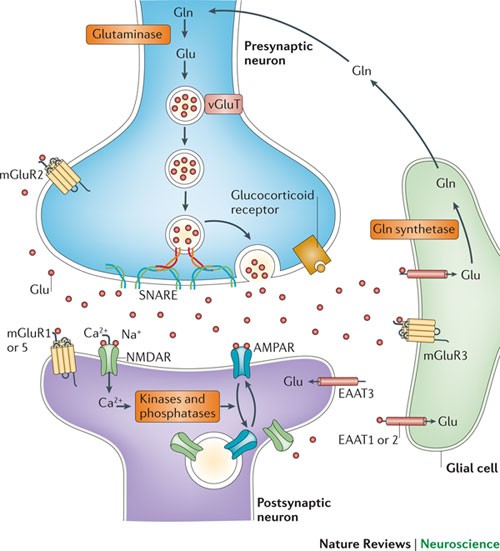 The Glutamatergic Synapse
