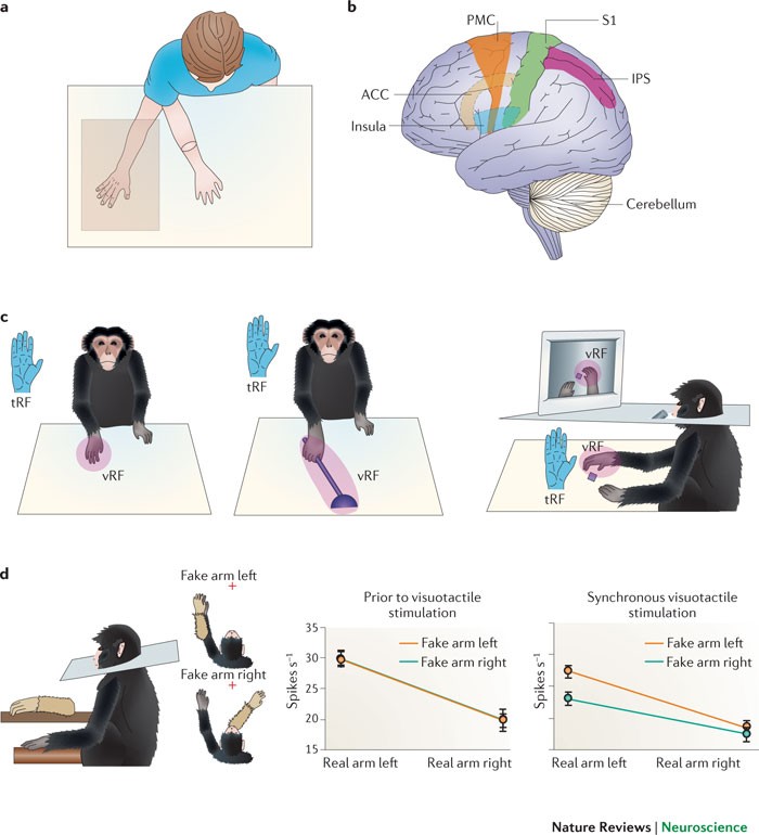 Multisensory brain mechanisms of bodily self-consciousness | Nature Reviews  Neuroscience