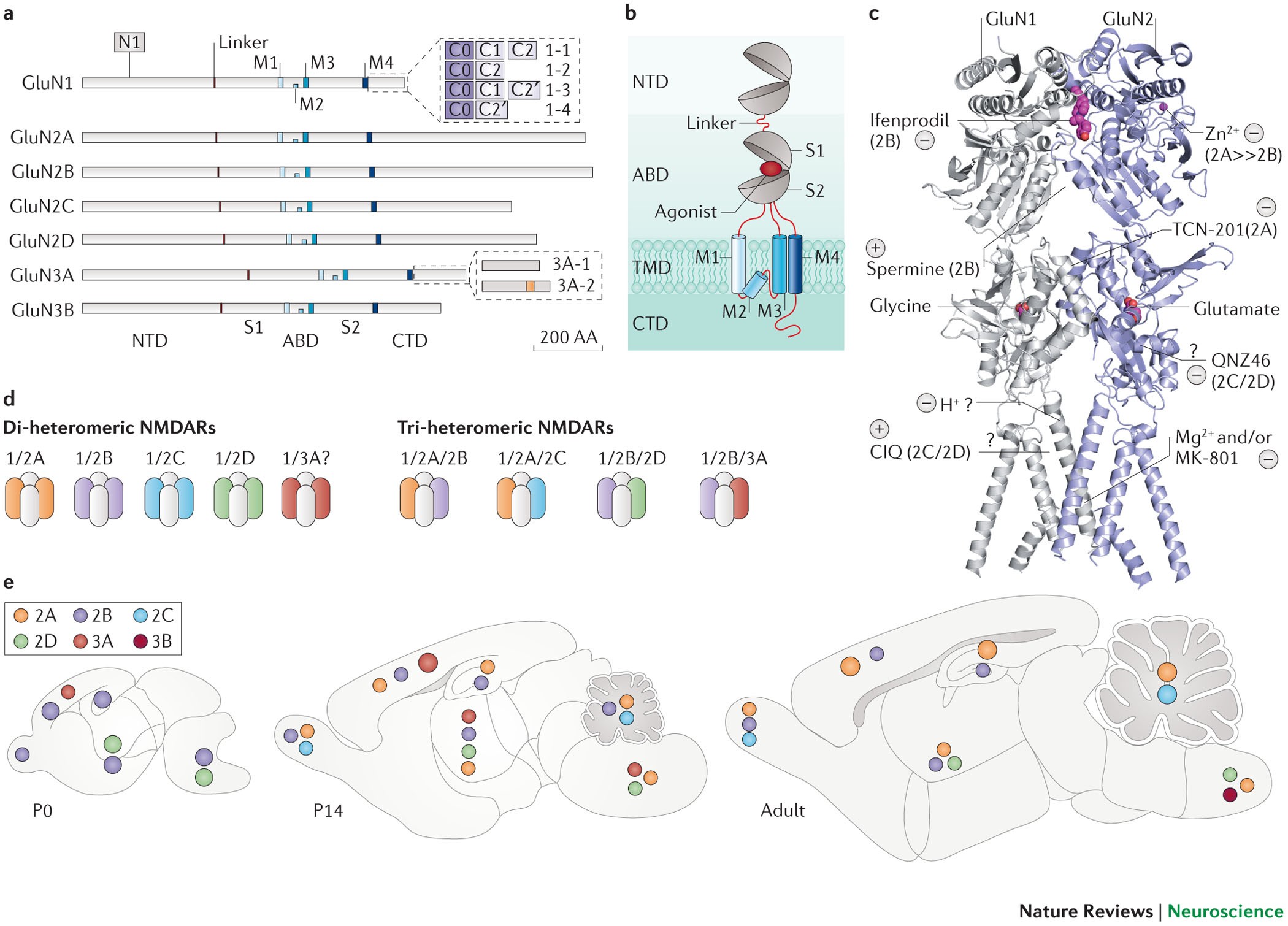 SciELO - Brazil - Does mismatch negativity have utility for NMDA receptor  drug development in depression? Does mismatch negativity have utility for  NMDA receptor drug development in depression?