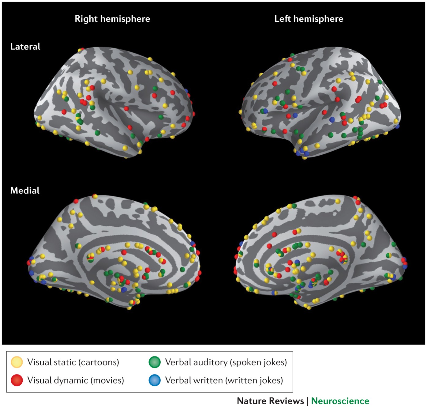 The neural basis of humour processing | Nature Reviews Neuroscience