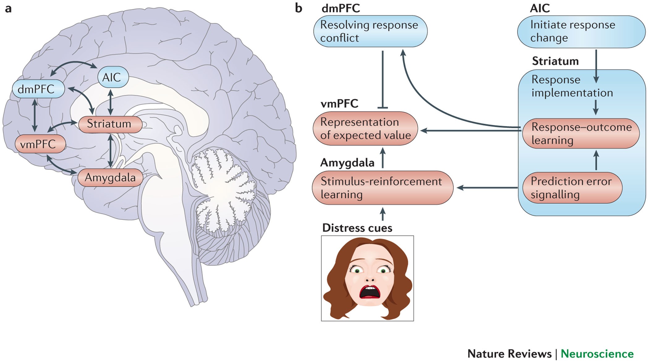 The neurobiology of psychopathic traits in youths | Nature Reviews  Neuroscience