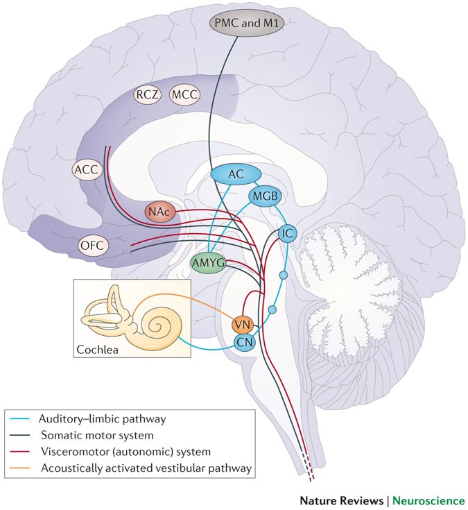 Music in the brain  Nature Reviews Neuroscience