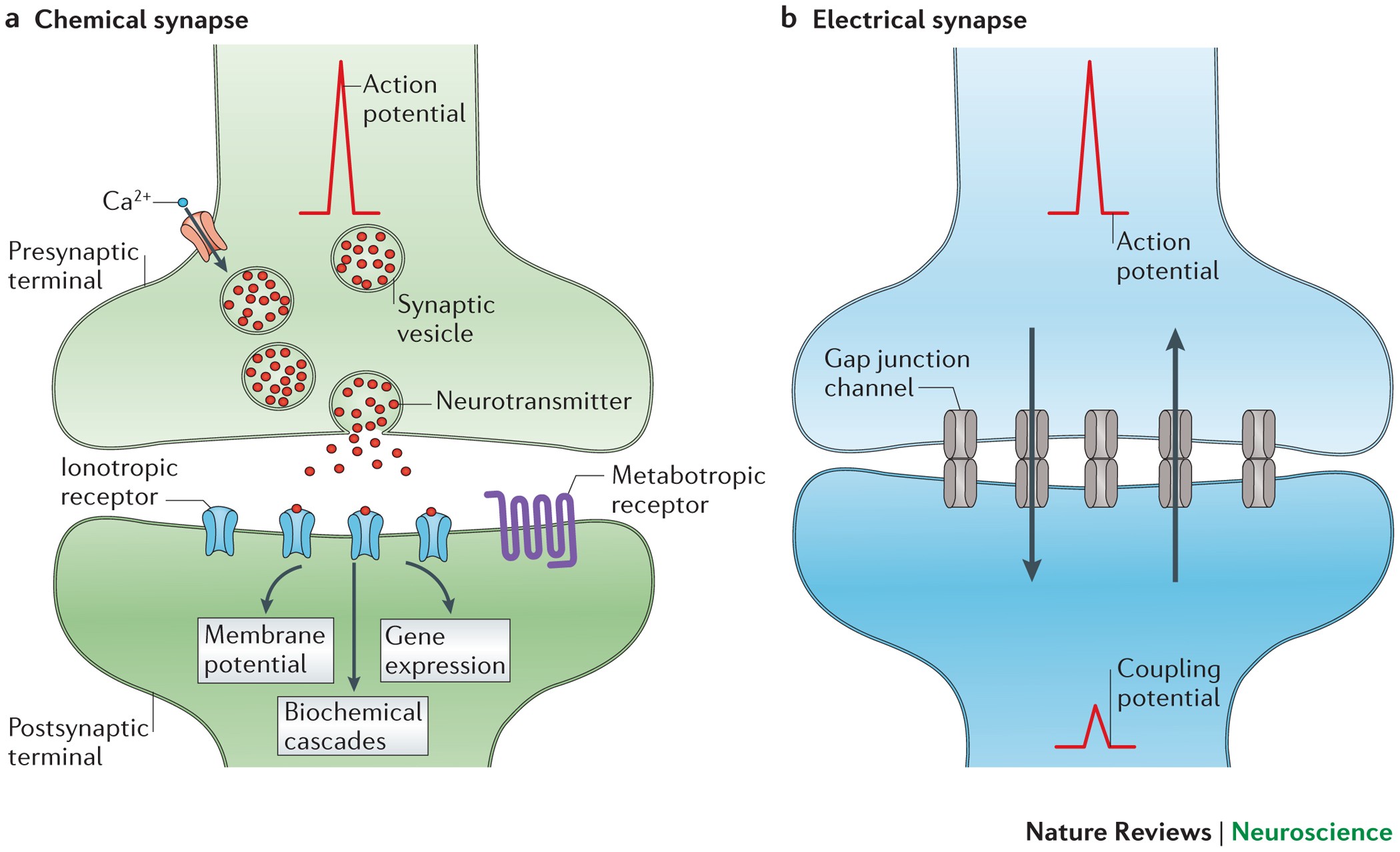 Передача пд. Химический синапс и электрический синапс. Строение электрического синапса физиология. Химический и электрический синапс физиология. Строение химического синапса.